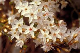 Image result for Tetragonia calycina