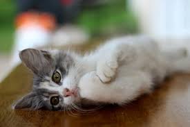 Check spelling or type a new query. What Can I Give My Cat For Pain Canna Pet