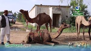 The halal certification department also specifies the exact islamic method of slaughtering. Ummah Charity International Camel Sacrificing Facebook