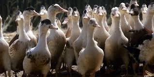 نتیجه جستجوی لغت [canard] در گوگل
