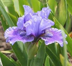 Species Iris Date With Destiny Black 2009 Iris Flowers Iris Garden Showy Flowers
