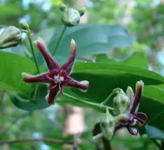 Image result for Periploca linearifolia