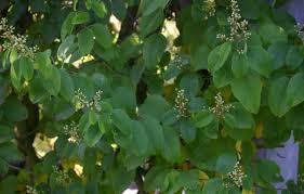 Image result for Bambekea racemosa