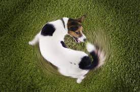 Why Do Dogs Chase Their Tails