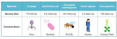 Though it has long been known that genome the authors go on to suggest that in order to understand polyploidy, as well as cellular function in general, researchers must shift their focus to. Genome Size Bioninja