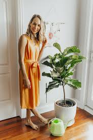 A fig leaf is sometimes used in. How To Care For Your Fiddle Leaf Fig Tree From An Expert
