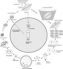 Maybe you would like to learn more about one of these? Cell Wall Degrading Enzyme An Overview Sciencedirect Topics