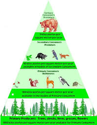 Pin On Teaching Science