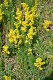 Image result for Galium scabrellum