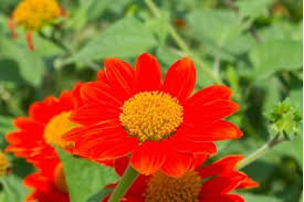 Beberapa kasus juga hanya terjadi pada sebelah mata saja. Bunga Matahari Merah Bunga Matahari Meksiko 120 Biji Tithonia Rotundifolia Garden Seeds Market Bebas Biaya Kirim