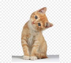 Yavru Kedi Kucuk Resim Ucretsiz Kedi Yavrusu Png Resim Seffaf Png Goruntusu