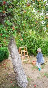 Unser Landleben Mit Kindenr Die Apfelernte An Unserem Eigenen Apfelbaum Auf Unserem Kleinen Landhauschen Der Alte Apfelbaum S Kleine Landhauser Blog Landhaus