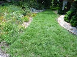 Are you looking to employ the most effective lawn care services searching for a yard individual can be a discomfort. Create A Native Habiturf Lawn Lady Bird Johnson Wildflower Center