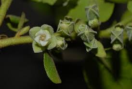Image result for Diospyros sp. no. 1 sensu FZ