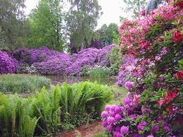 Rhododendron Festival In North Carolina Beautiful Gardens Flower Garden Rhododendron