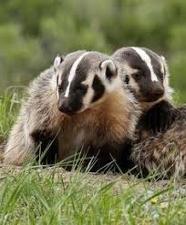 (badger) is pleased to announce its february 2021 cash dividendbadger today announced that the directors of badger declared a cash dividend for the. 700 American Badger Taxidea Taxus In 2021 Badger American Animals