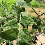 Image result for Cocculus hirsutus