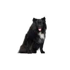 View our wide variety of available puppies for sale at petland athens, ohio! Schipperke Puppies Houston Tx Petland Katy