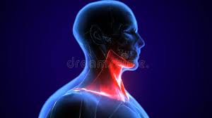 In the diagrams below, when you see muscle names that are the same color, it means they are an antagonistic pair and should not be both drawn bulging at the same time. 3d Illustration Of Human Neck Muscle Anatomy For The Education Stock Illustration Illustration Of Article Muscles 133904538