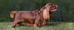 Home | Sussex Spaniel Club