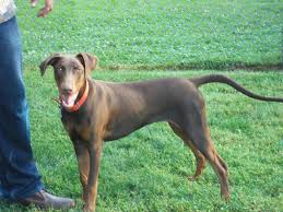 Dobermans have a smooth, short coat. Need Advise For My 6 1 2 Month Old Chocolate Doberman Doberman Forum Doberman Breed Dog Forums