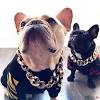 French bulldog puppies are really cute, so today we'll discuss a lot more about these pups, their growth stages, nutritional needs, and training! 1
