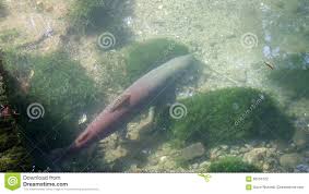 138 likes · 1 talking about this · 8 were here. Hucho Mladica Hucho Fische Von Drina Fluss Stock Footage Video Von Swim Schwimmen 60250122