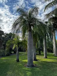 Image result for Pseudophoenix