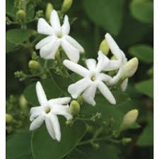 Check spelling or type a new query. Indian Jui Jasmine Jasminum Molle
