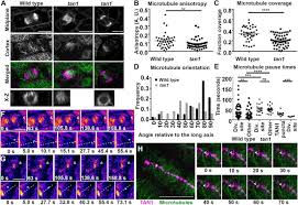 Maybe you would like to learn more about one of these? Cell Cortex Microtubules Contribute To Division Plane Positioning During Telophase In Maize Biorxiv