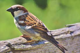 क्या आप english में birds name जानते है? Bird Names In Portuguese With English Translations Owlcation