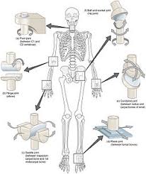 As part of the body, the spine is a unique and complex structure. Human Skeletal System