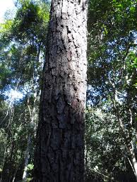 Image result for Eucalyptus cloeziana