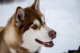 Huskies As Pets Costs Life Expectancy And Temperament Embora Pets