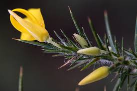 Image result for Ulex