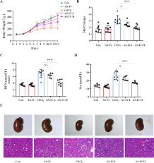 Astragaloside IV attenuates cadmium induced nephrotoxicity in rats by  activating Nrf2 | Scientific Reports