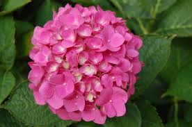 Image result for Hydrangea macrophylla bela obrázek