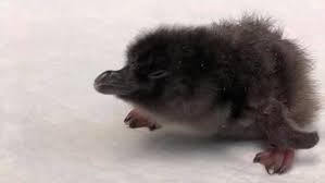 Collect this penguin and other adorable animals for your child's room or baby's nursery. Adorable Baby Penguin Has No Idea What Happened In 2018 Lucky Jerk Culture