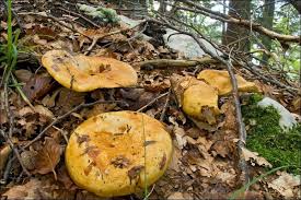أعراض عدوى الفطر الأصفر الجديد. Lactarius Scrobiculatus Ø£Ùˆ Ø§Ù„ÙØ·Ø± Ø§Ù„Ø£ØµÙØ± Ø§Ù„ÙØ·Ø±