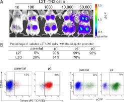 Stem cell lines are highly revered by researchers because a stem cell has the power to replicate itself or differentiate into many types of specialized animal cell lines include cells taken from hundreds of animal species. Cancer Stem Cells From Human Breast Tumors Are Involved In Spontaneous Metastases In Orthotopic Mouse Models Pnas