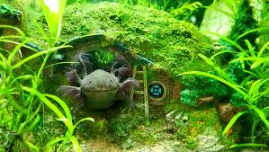 Cute axolotl in bucket from minecraft caves and cliffs update. My Axolotl Frodo Could Not Possibly Have Posed Better For This Shot So Glad He Likes His Hobbit Hole Aquariums