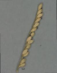 Image result for Urochloa villosa