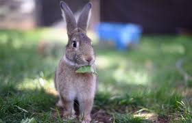 Finding that perfect rabbit name for your new pet can take mere seconds when inspiration strikes, while other times it can be agonizing. Domestic Bunny Not Wild Best Friends Animal Society