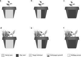 Image result for Polhillides velutina