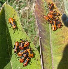 Milkweed Bugs Young Called Nymphs Milkweed Eating Insects Insects
