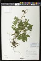 Image result for Neonotonia