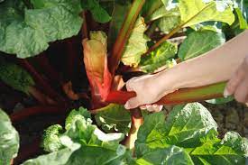 Wann und wie lange kann man rhabarber ernten? Rhabarber Richtig Ernten Ratgeber Und Tipps Obi