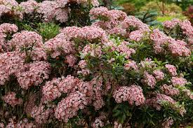 Image result for Hilleria latifolia