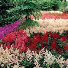 Part Sun Full Sun Perennials Garden Plants Flowers The Home Depot Shade Perennials Spring Hill Nursery Astilbe
