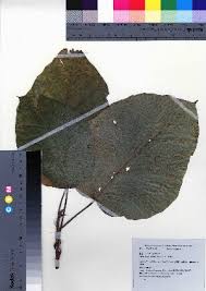 Image result for Ficus scassellatii